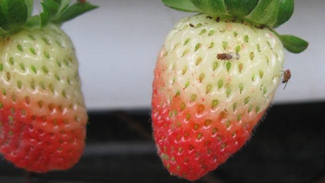 Drosophila-irta-GreenSuzukii|cerezas-dañadas-Drosophila|frambuesa-Drosophila-suzukii